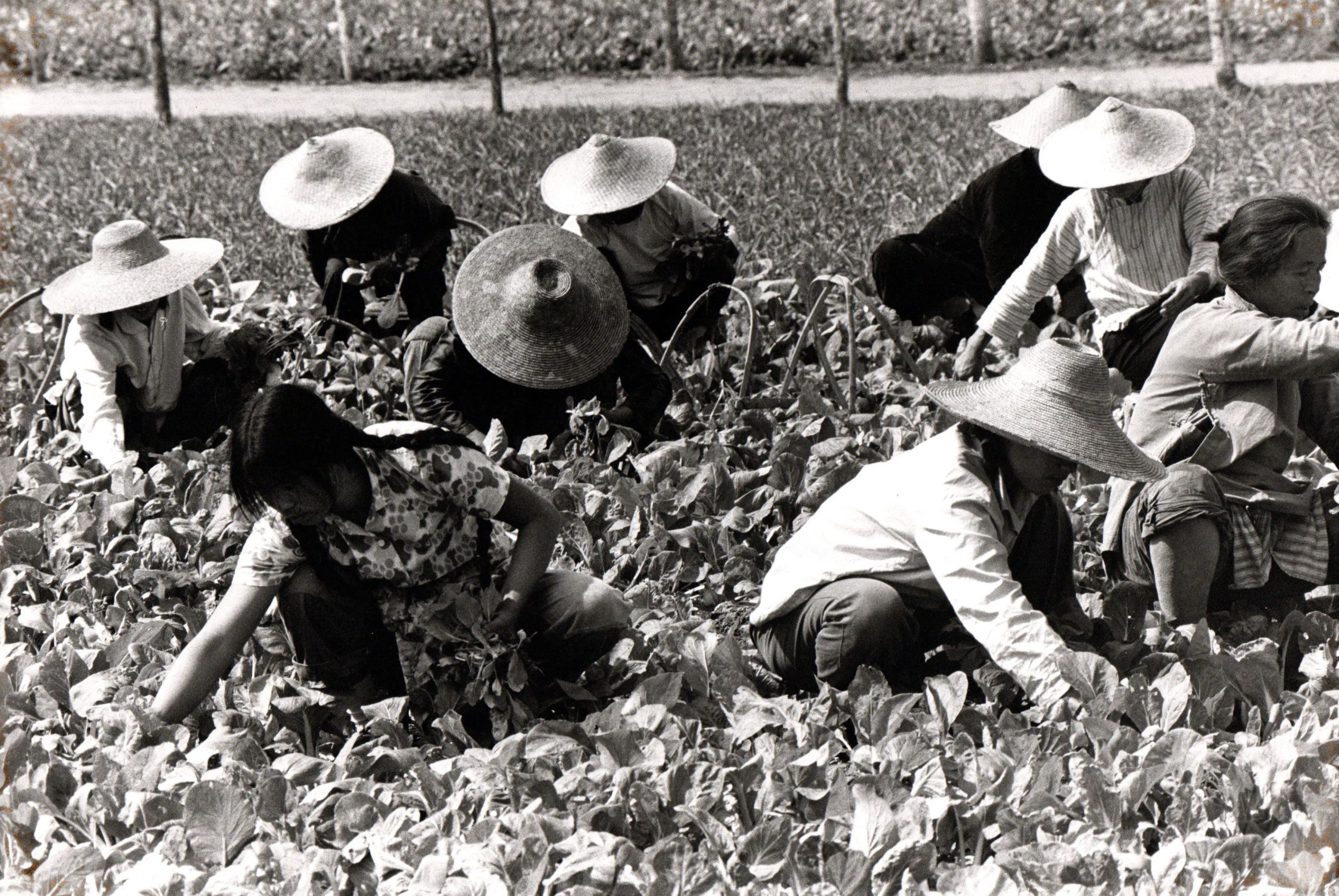 Wuhan, agricoltori