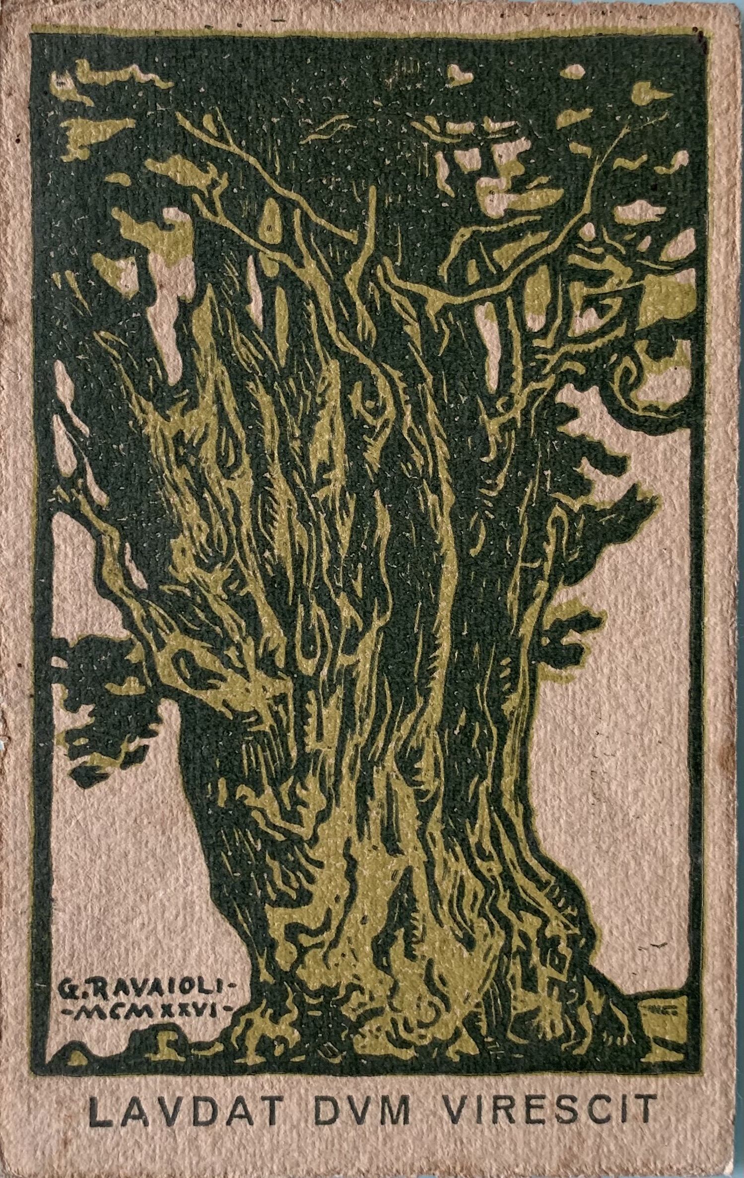 Il Cipresso di San Francesco Rimini 1926 (Gino Ravaioli)