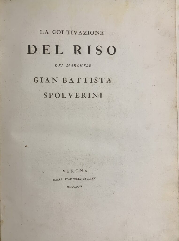 La coltivazione del riso