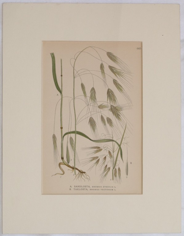 1. Sandlosta Bromus sterilis L. (Forasacco rosso) 2. Taklosta Bromus …