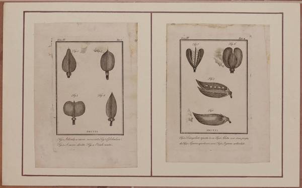 FRUTTI SILICULA FRUTTI LEGUMI