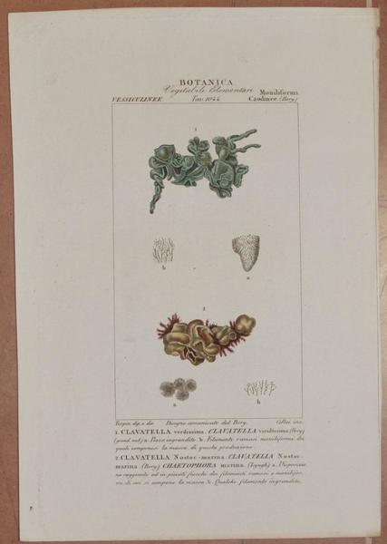 BOTANICA Clavatella verdissima Clavatella viridissima Clavatella Nostoc-marina Chaetophora marina