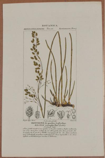 BOTANICA Restione di quattro foglioline Restio tetraphyllus