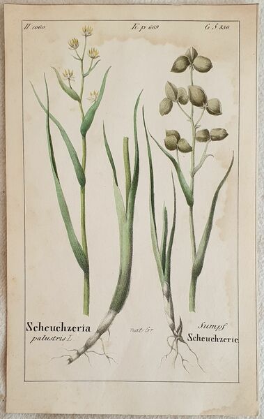 Scheuchzeria palustris