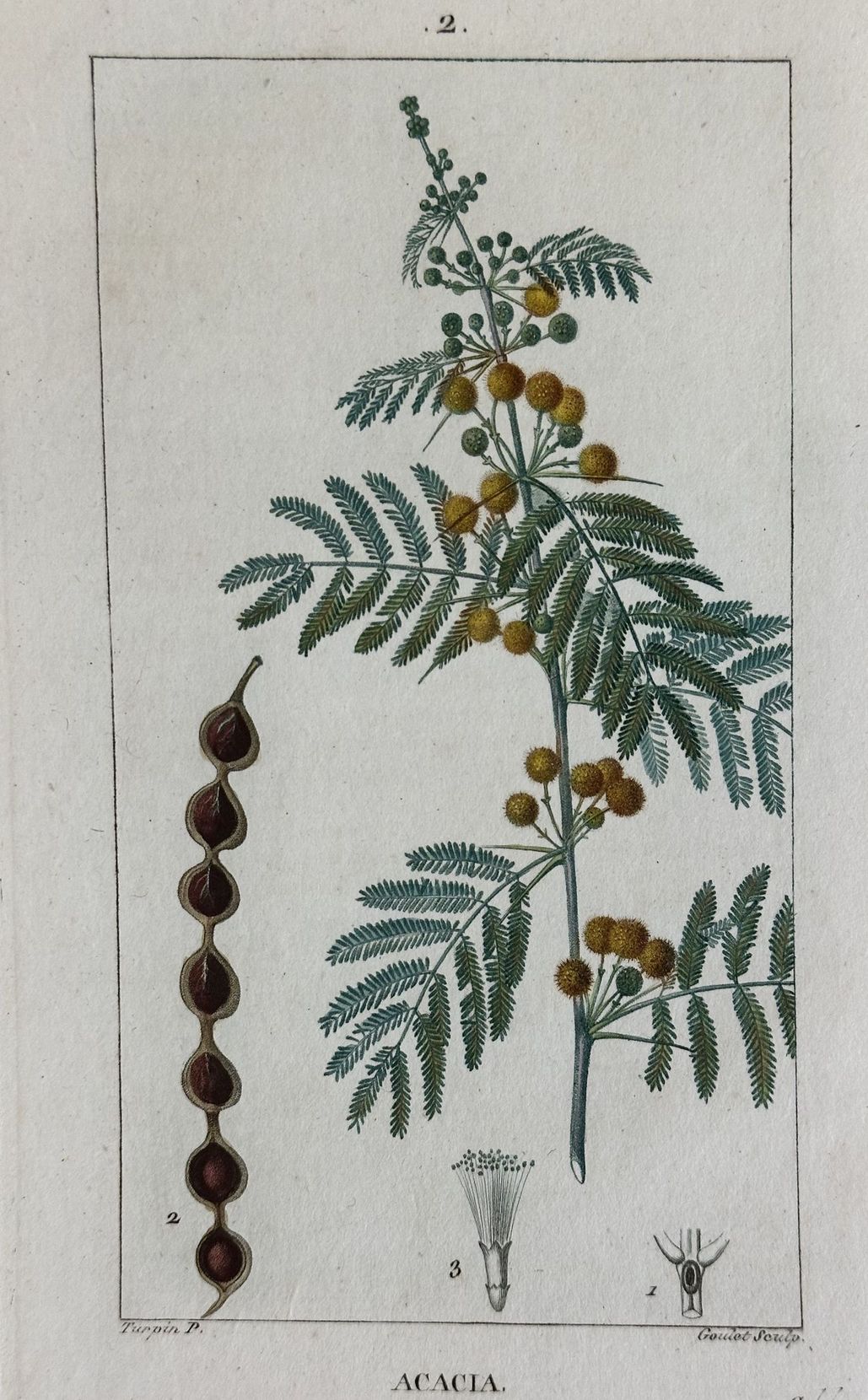 ACACIA