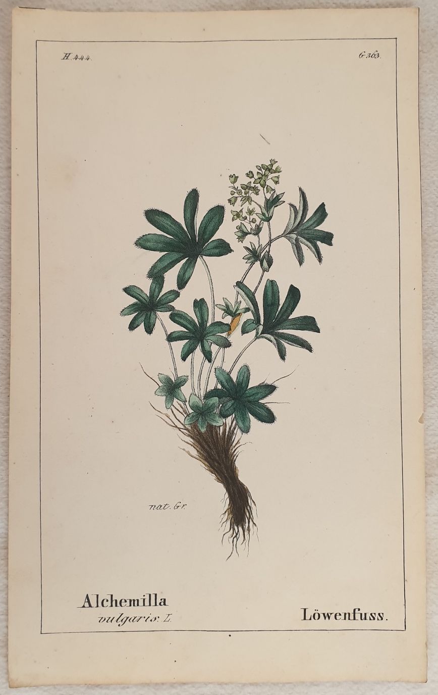 Alchemilla vulgaris