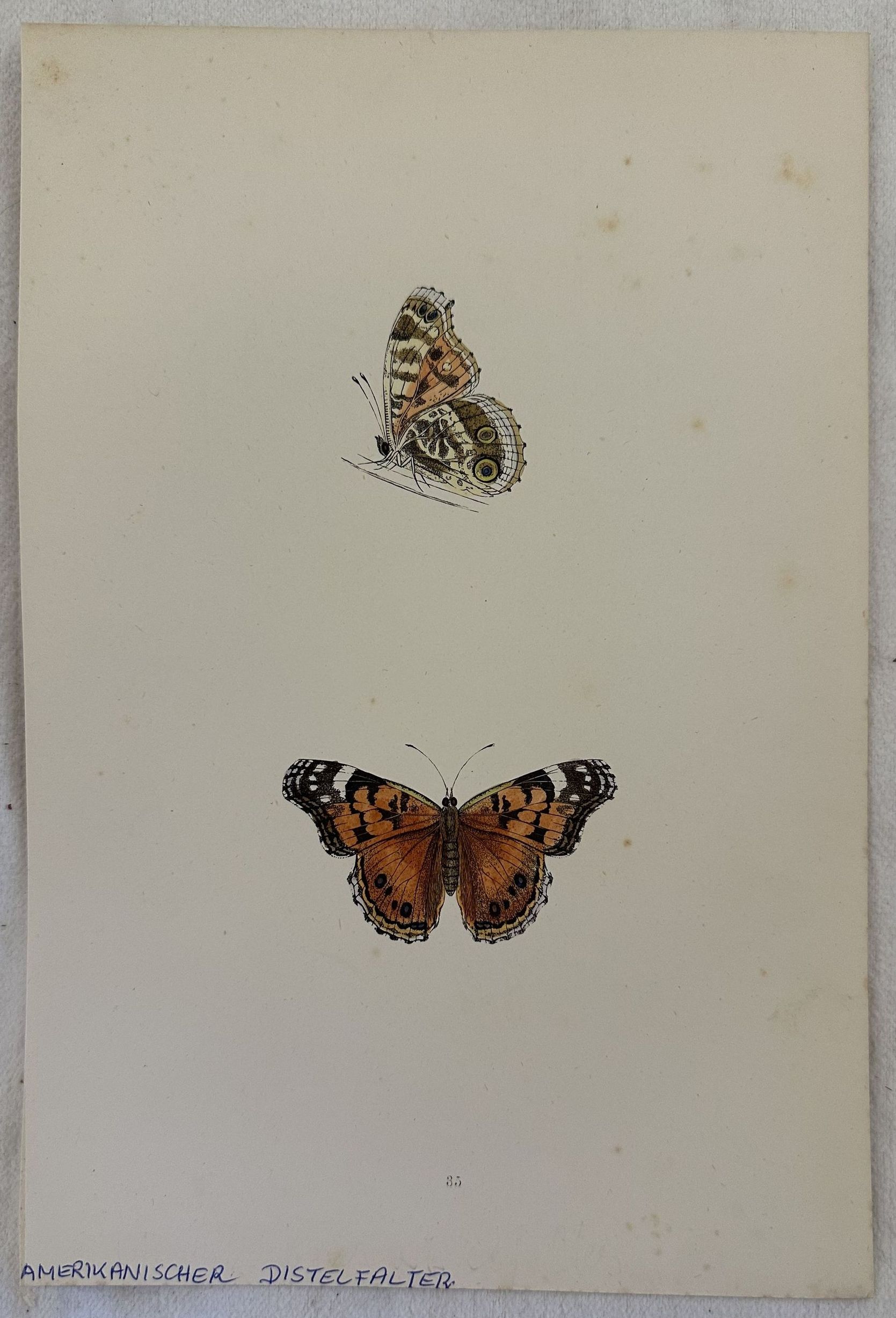 AMERIKANISCHER DISTELFALTER Vanessa virginiensis