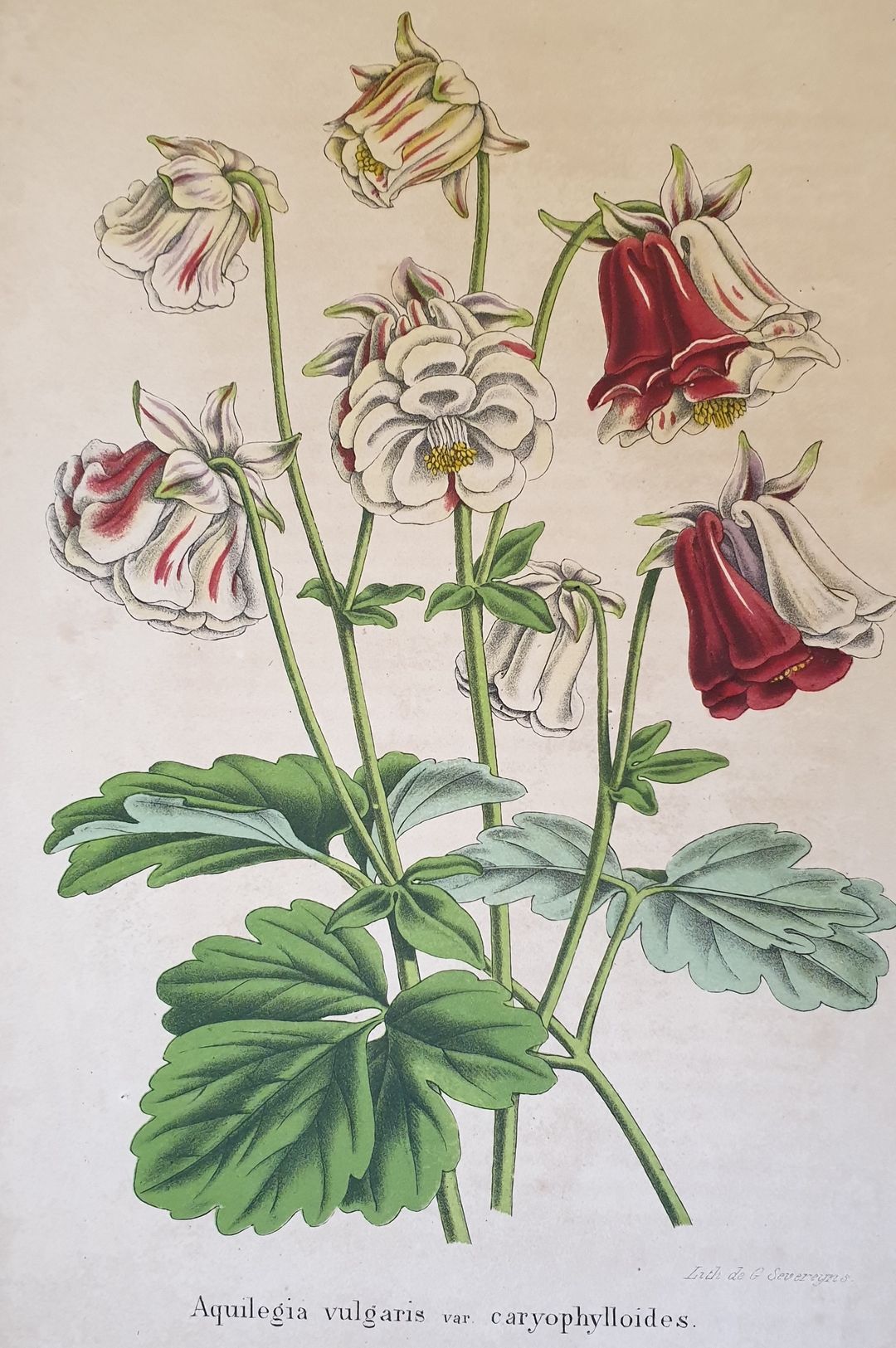 Aquilegia vulgaris var. caryophylloides