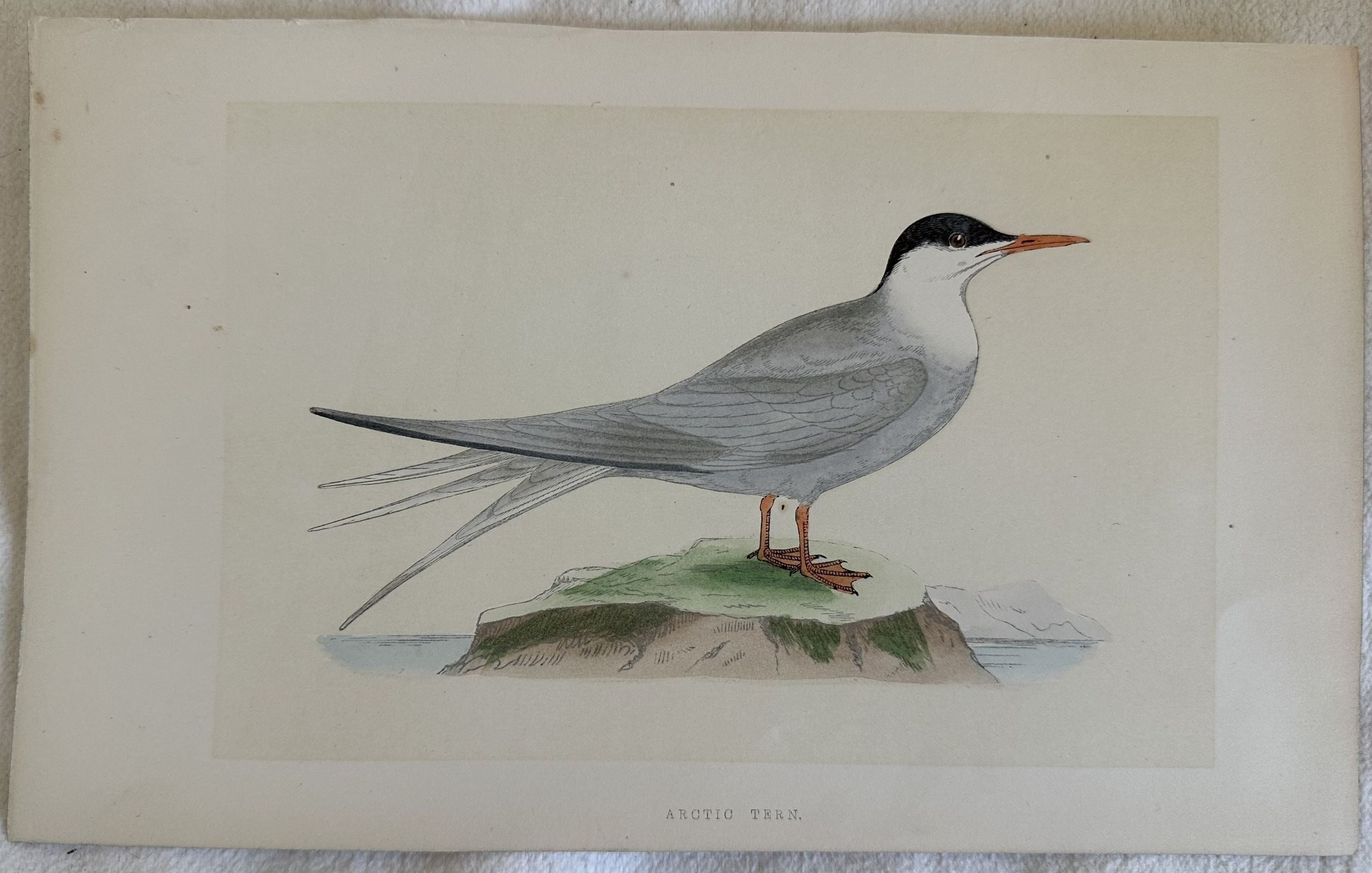 ARCTIC TERN (Sterna paradisaea) Sterna artica