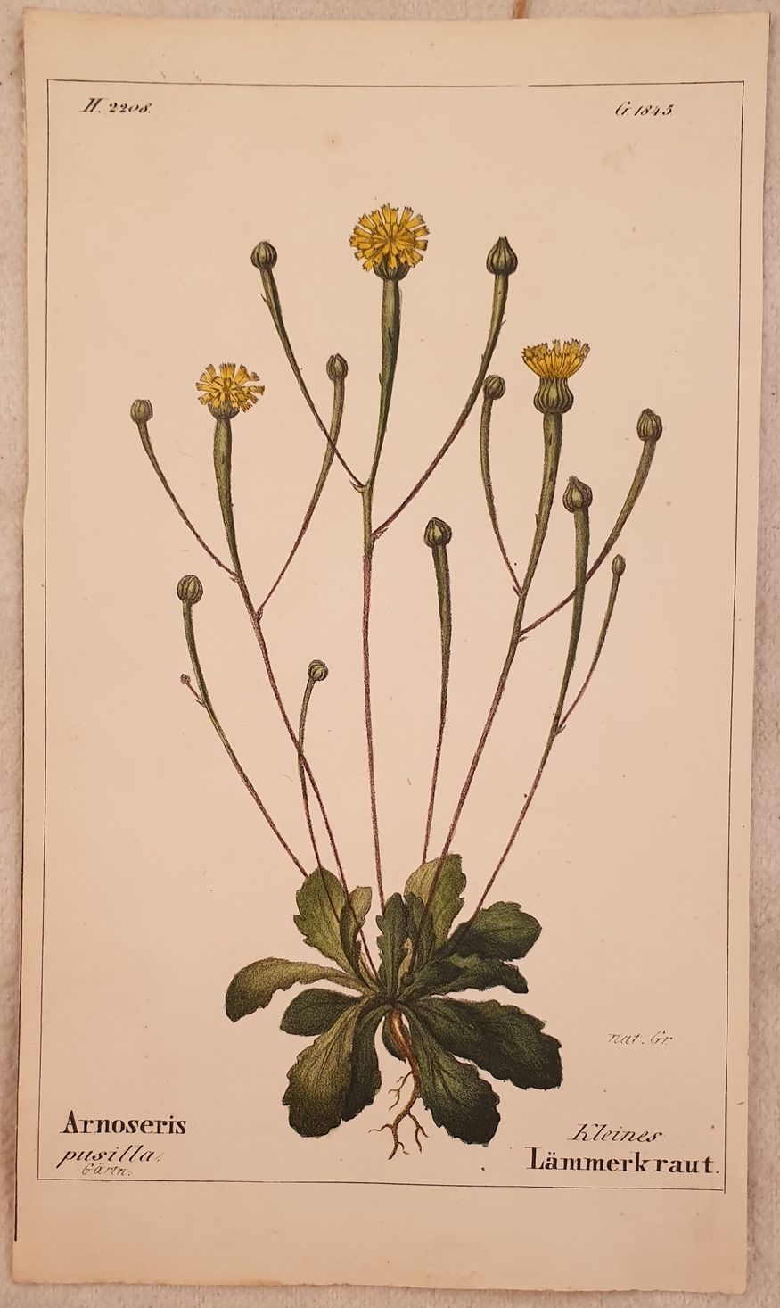 Arnoseris pusilla