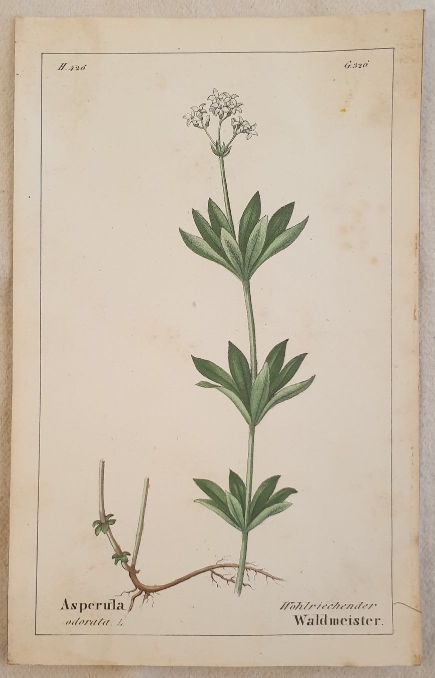 Asperula odorata