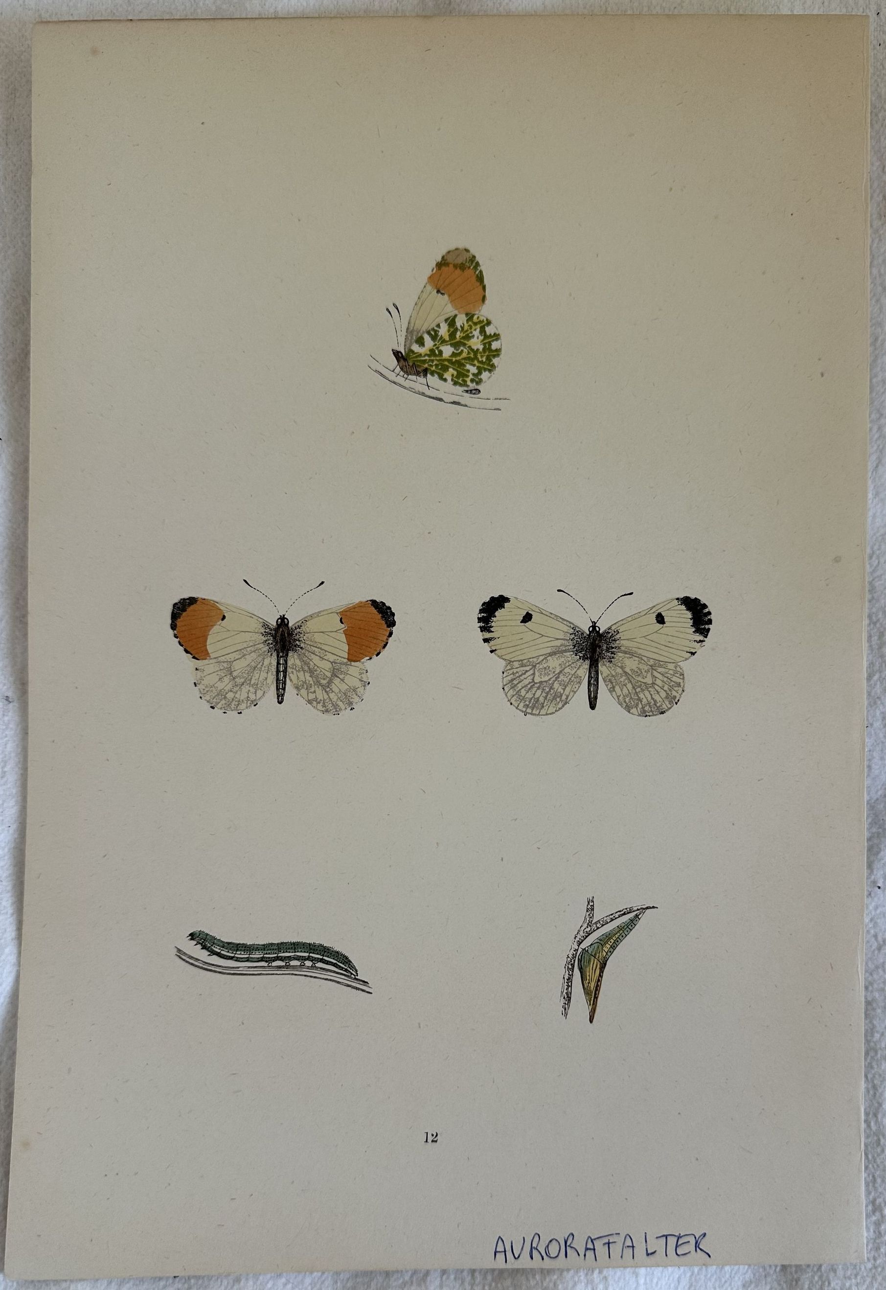 AURORAFALTER Anthocharis cardamines Aurora