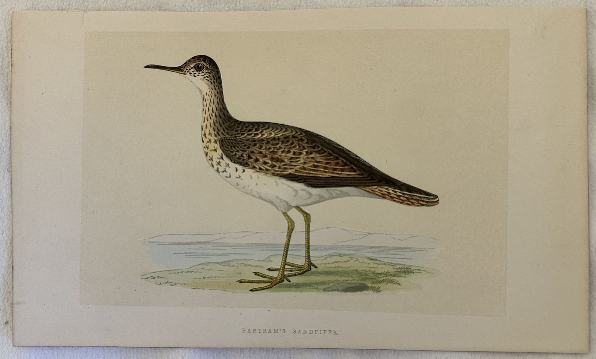 BARTRAM'S SANDPIPER(Pira-pira codalunga)