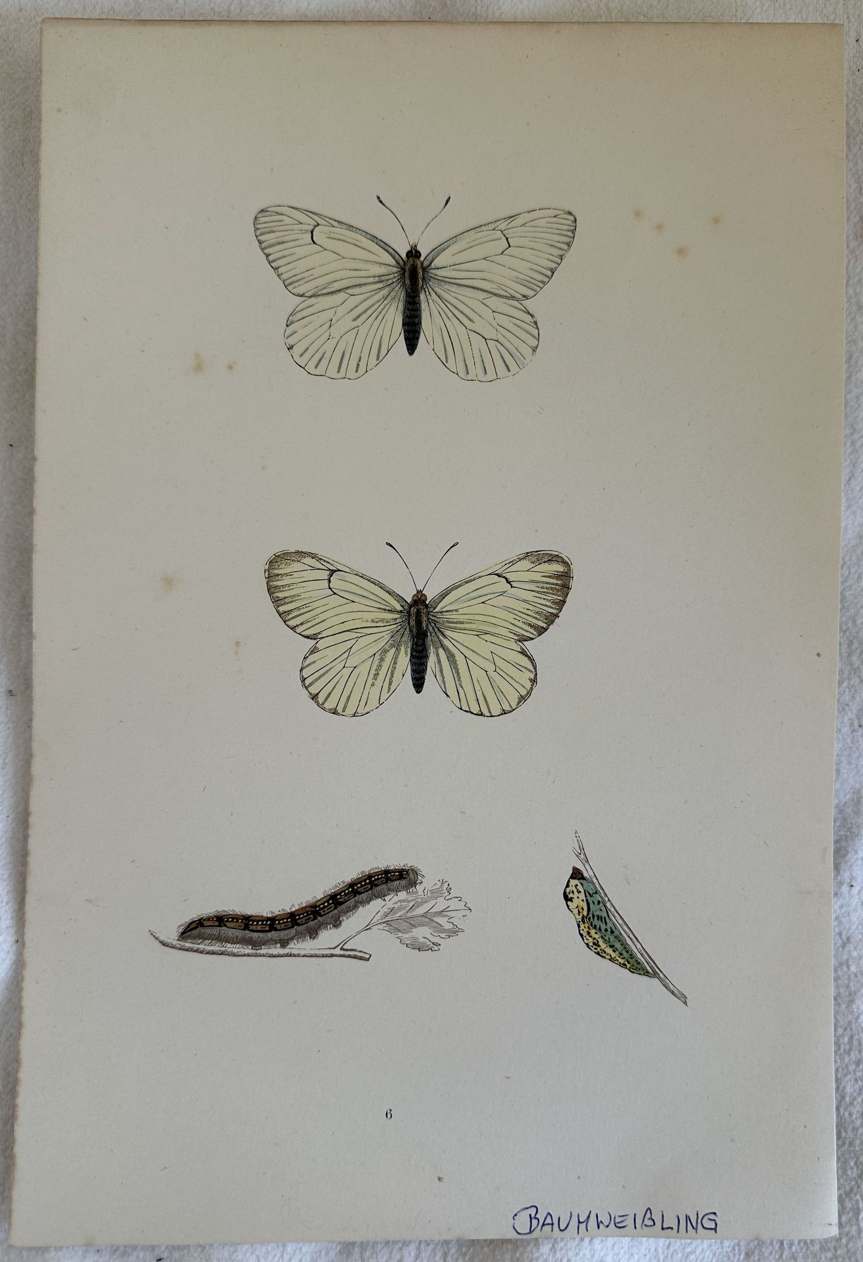 BAUMWEISSLING Aporia crataegi Pieride del biancospino