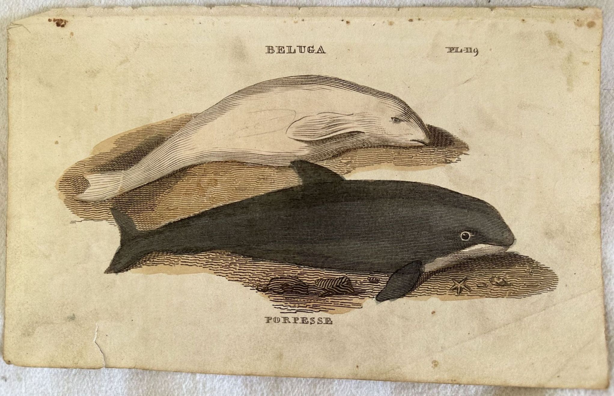 BELUGA (beluga) PORPESSE (orca)