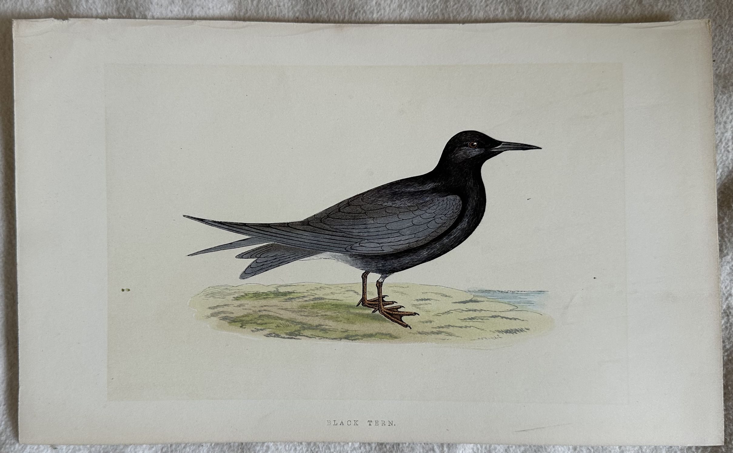 BLACK TERN (Mignattino)