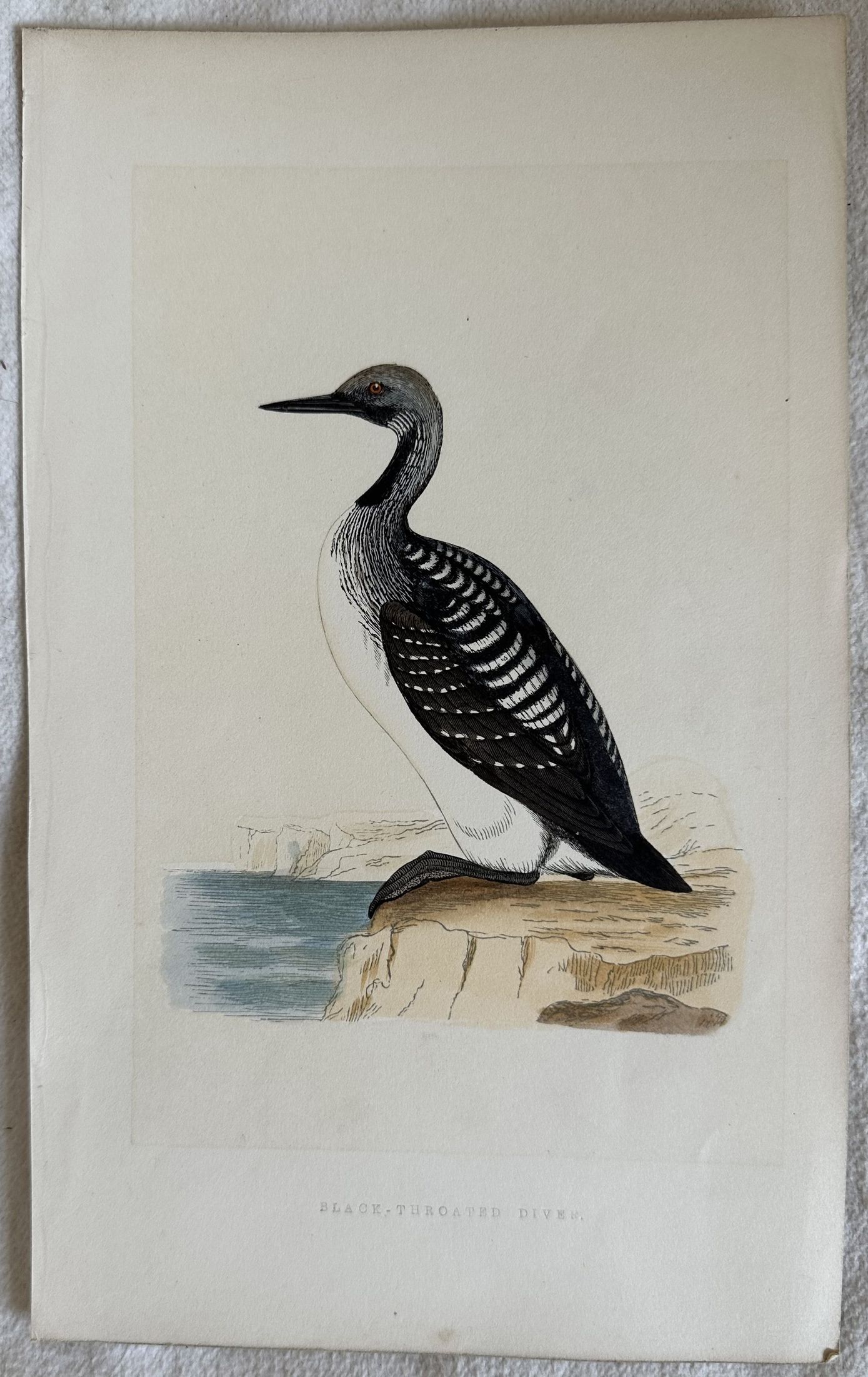 BLACK-THROATED DIVER (Strolaga mezzana)