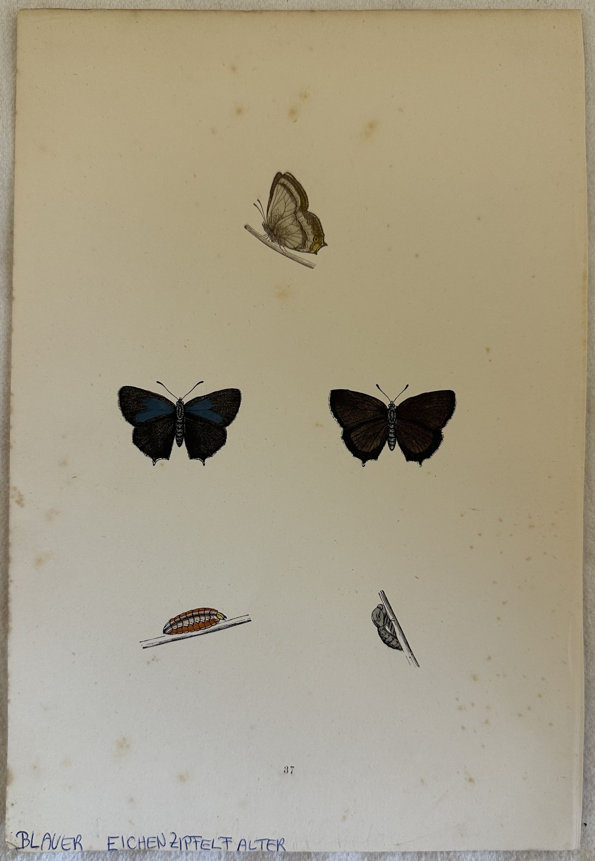 BLAUER EICHENZIPFELFALTER Neozephyrus quercus