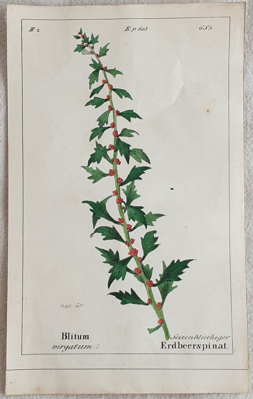 Blitum virgatum