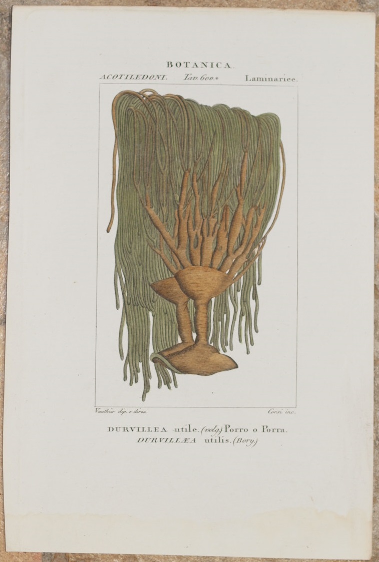 BOTANICA ACOTILEDONI LAMINARIEE Durvillea utile Durvillaea utilis (Bory)