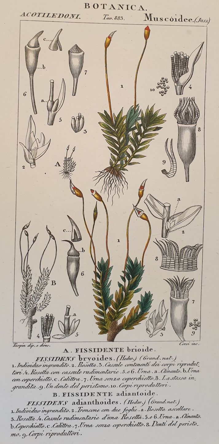 BOTANICA Fissidente brioide Fissidens bryoides Fissidente adiantoide Fissidens adianthoides