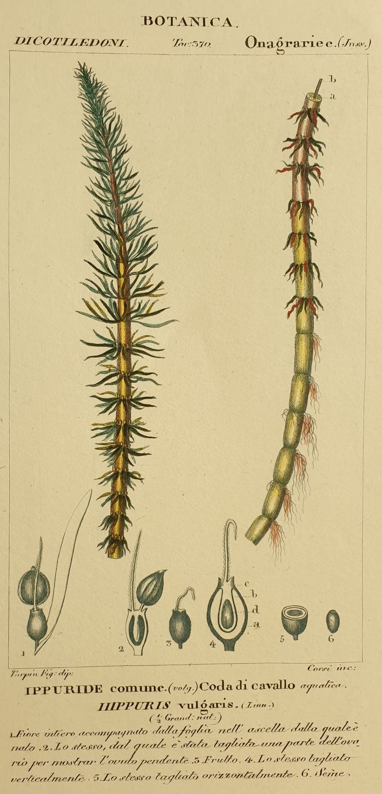 BOTANICA Ippuride comune Coda di cavallo Hippuris vulgaris