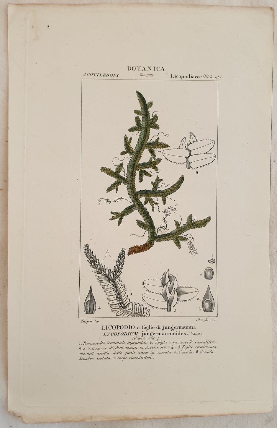 BOTANICA Licopodio a foglie di jungermannia Lycopodium jungermannioides