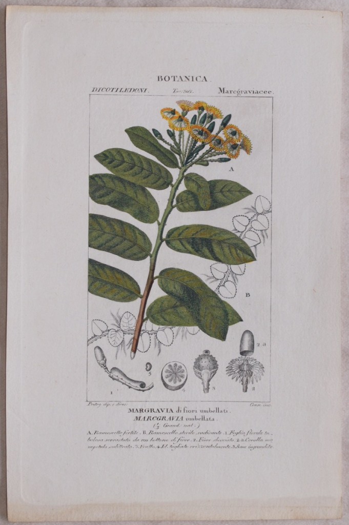 Botanica: Margravia di fiori umbellati Margravia umbellata