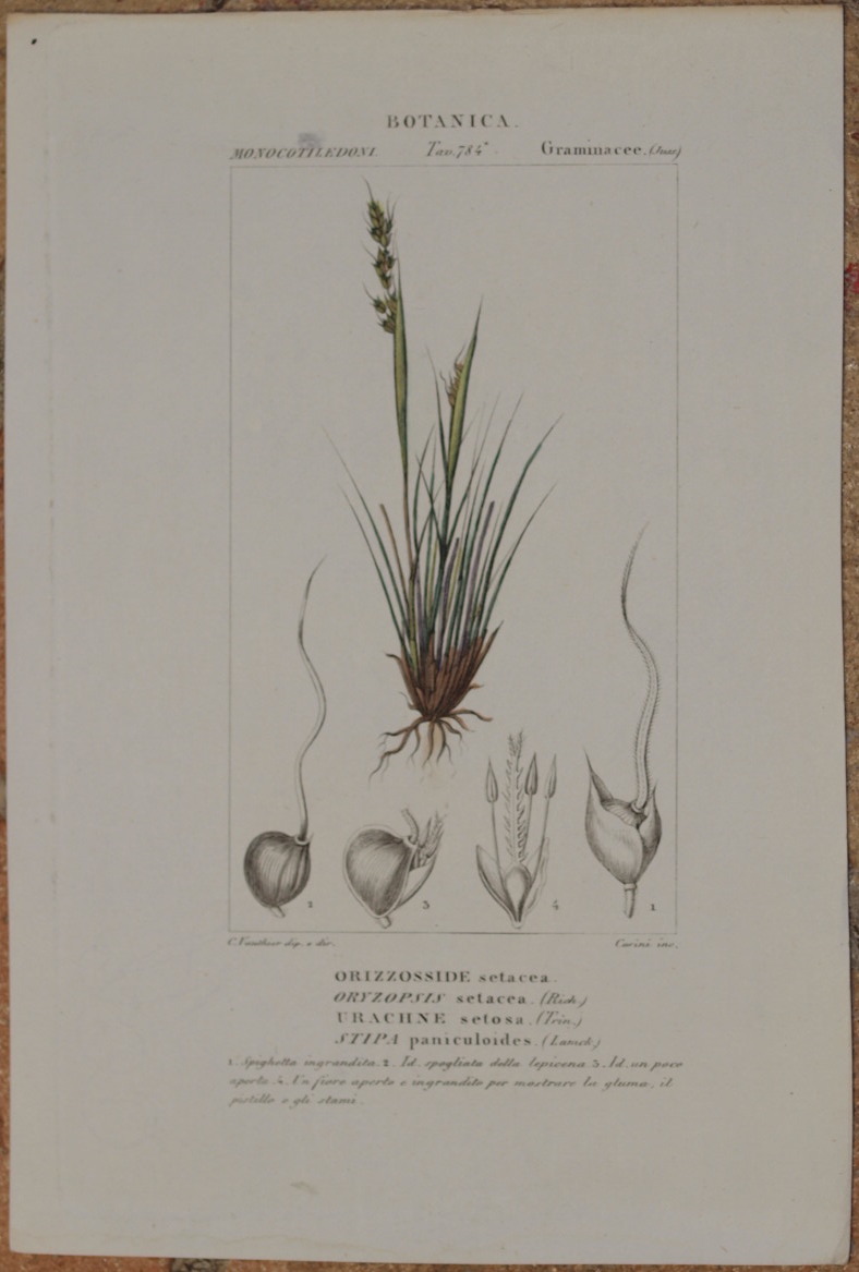 BOTANICA MONOCOTILEDONI GRAMINACEE Orizzosside setacea Oryzopsis setacea Urachne setosa Stipa …