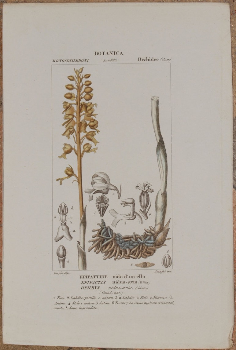 BOTANICA MONOCOTILEDONI ORCHIDEE Epipattide nido d'uccello Epipactis nidus avis Ophrys