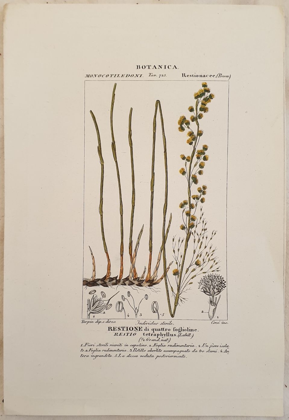 BOTANICA RESTIONE DI QUATTRO FOGLIOLINE Restio tetraphyllus