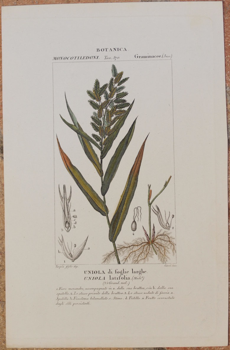 BOTANICA Uniola di foglie larghe Uniola latifolia