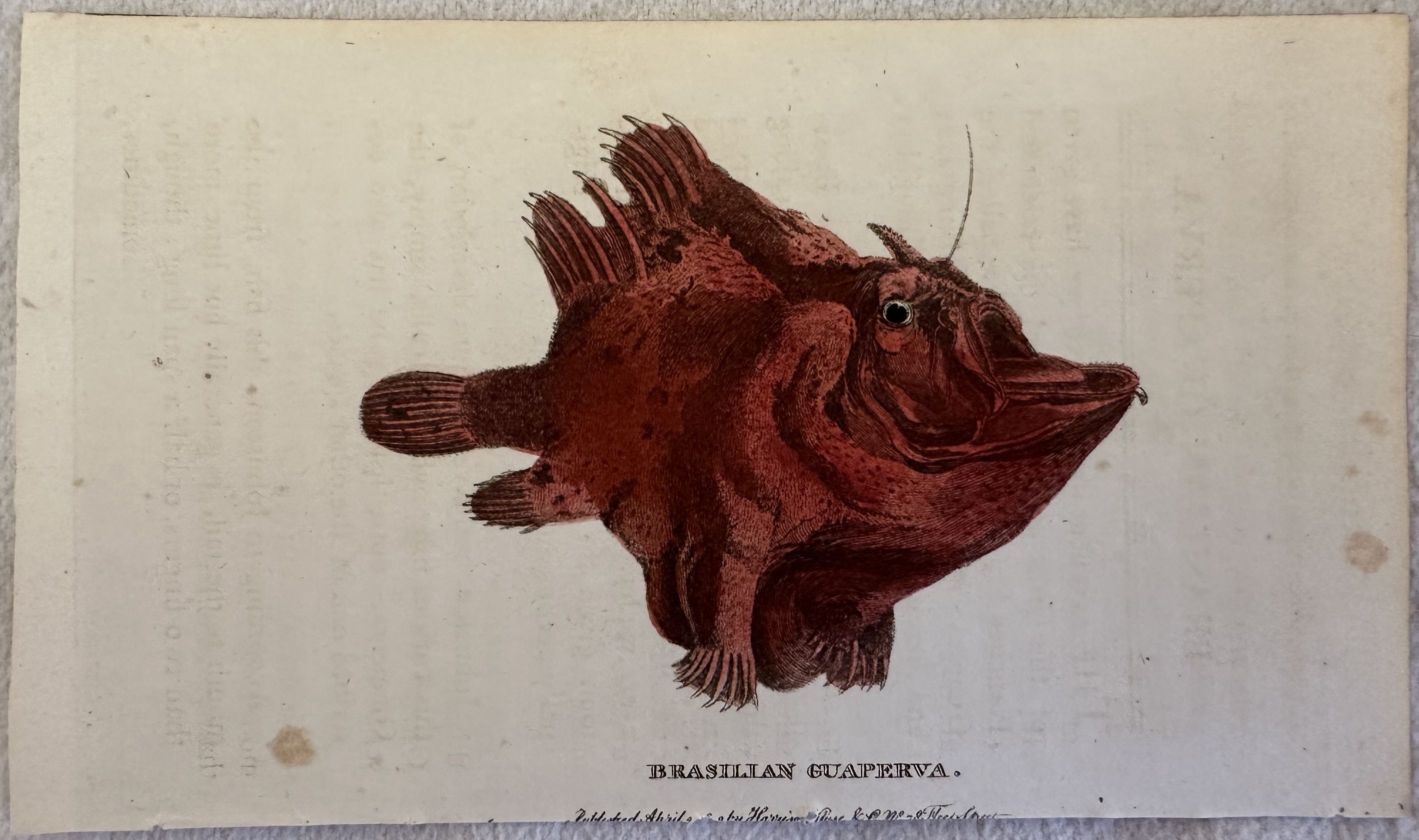 BRASILIAN GUAPERVA (Pesce rana) Harrison