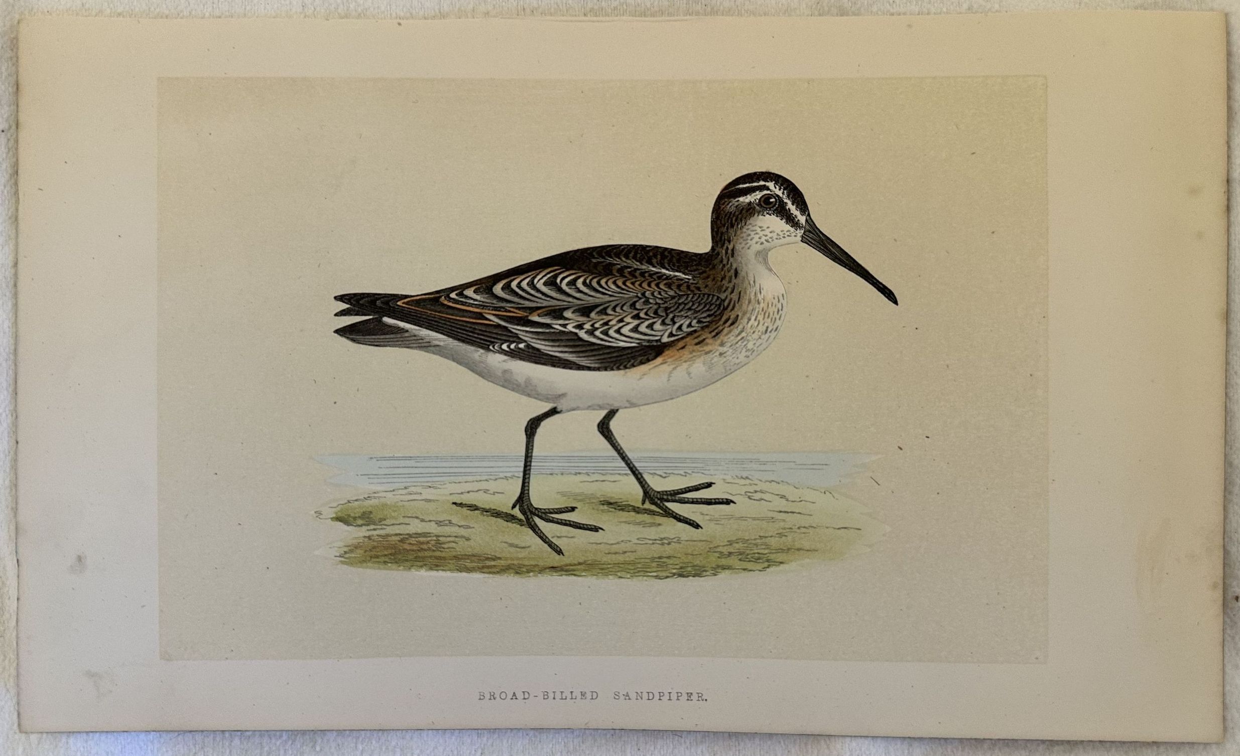 BROAD-BILLED SANDPIPER (Gambecchio frullino)
