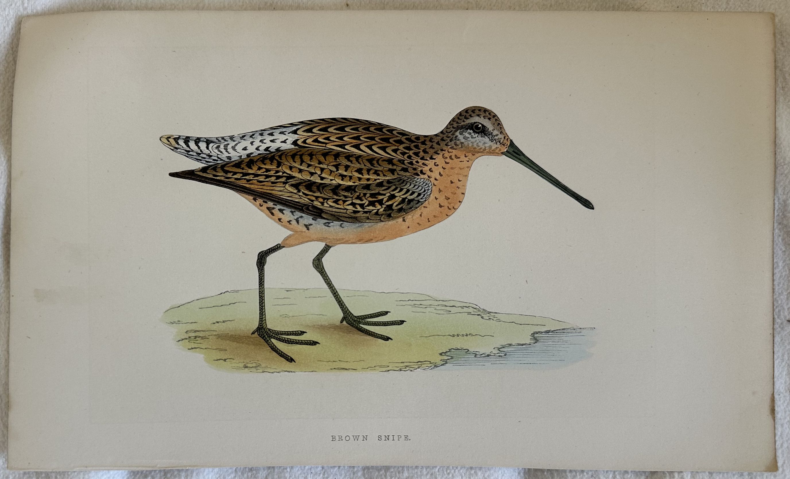 BROWN SNIPE (Beccaccino comune)