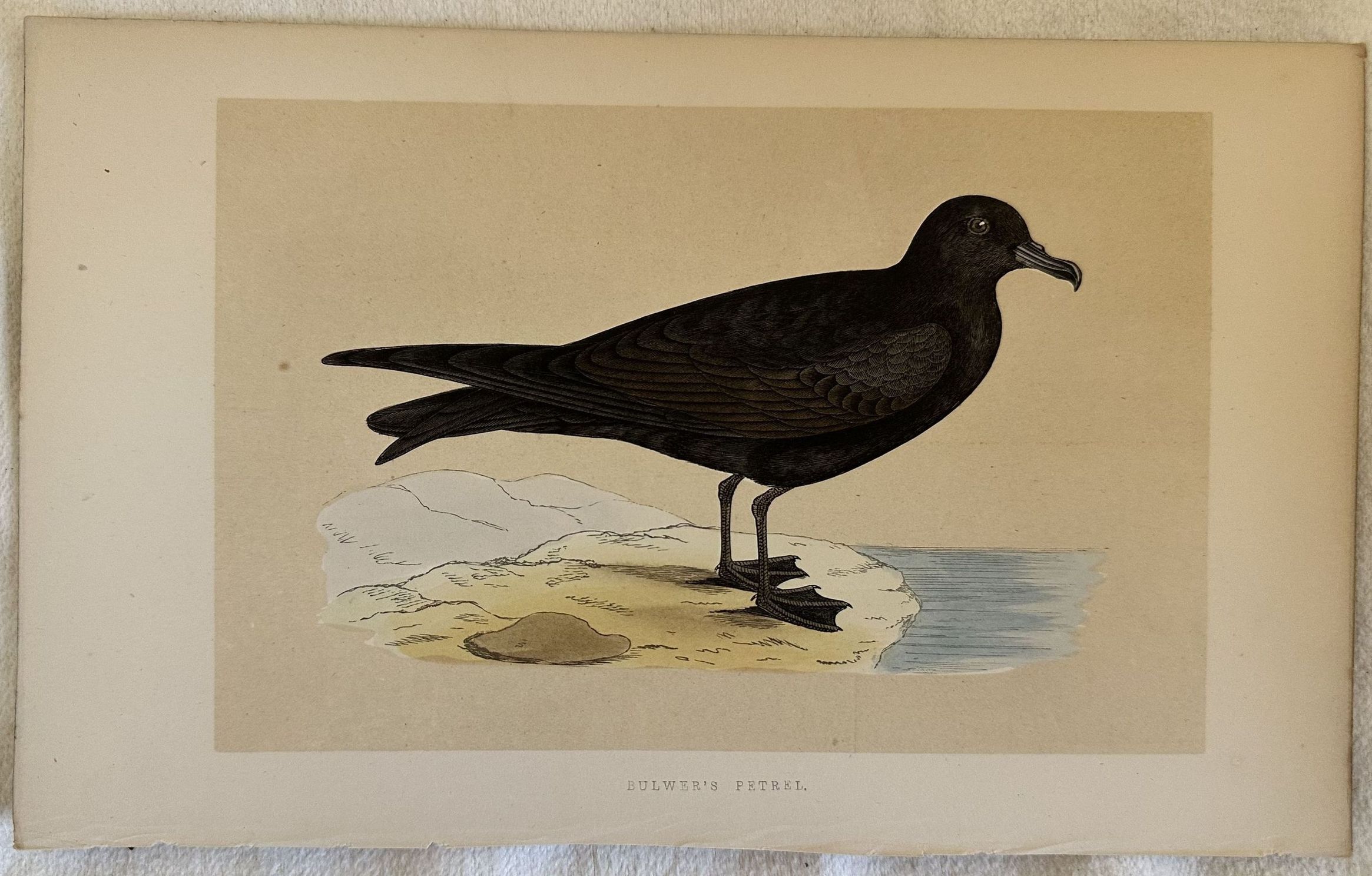 BULWER'S PETREL Bulweria bulwerii (Petrello di Bulwer)