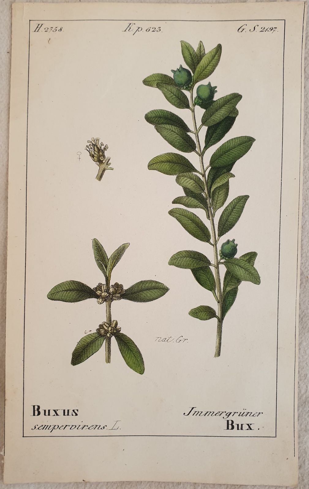 Buxus sempervirens