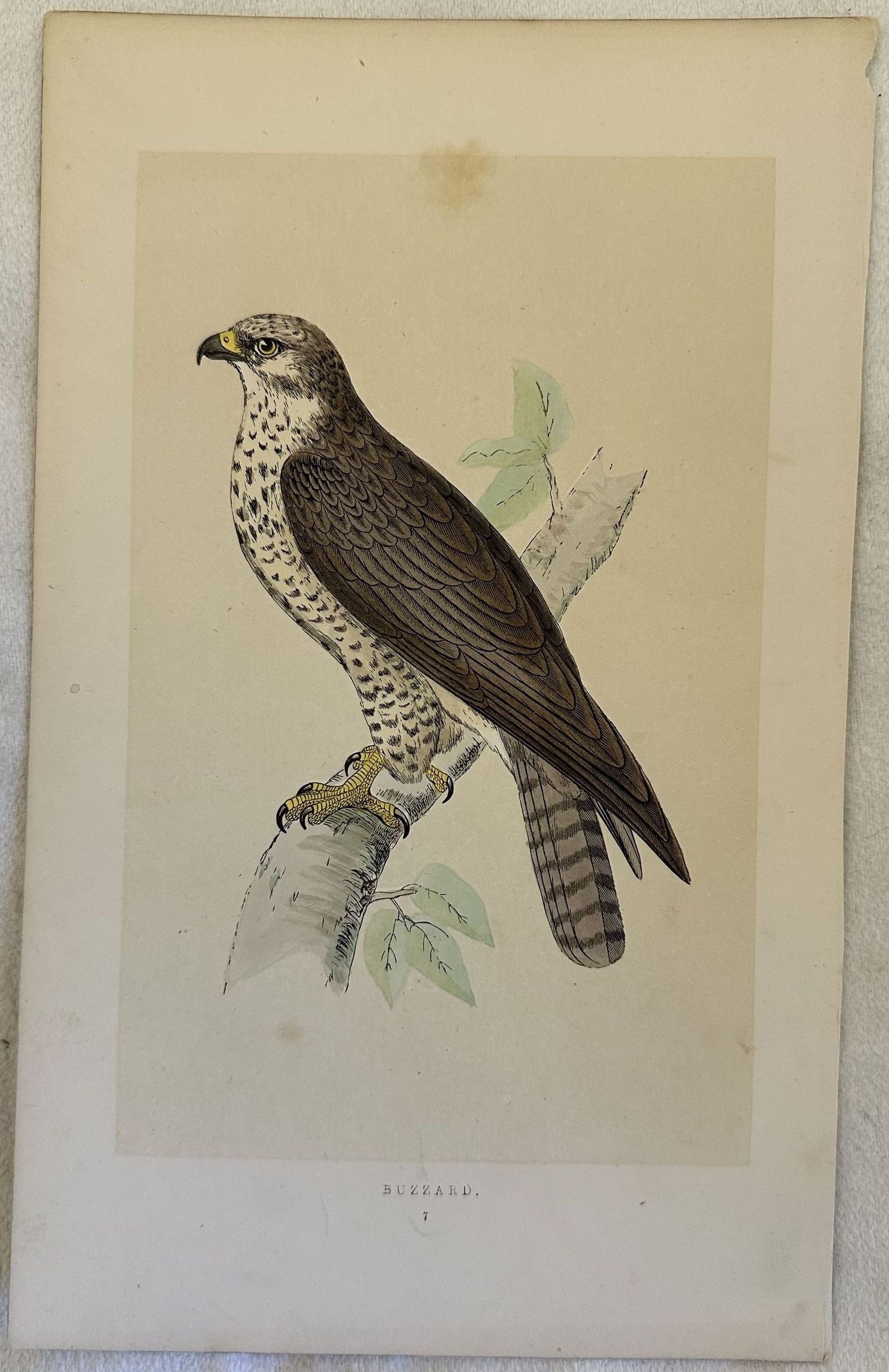 BUZZARD Buteo buteo (Poiana comune)