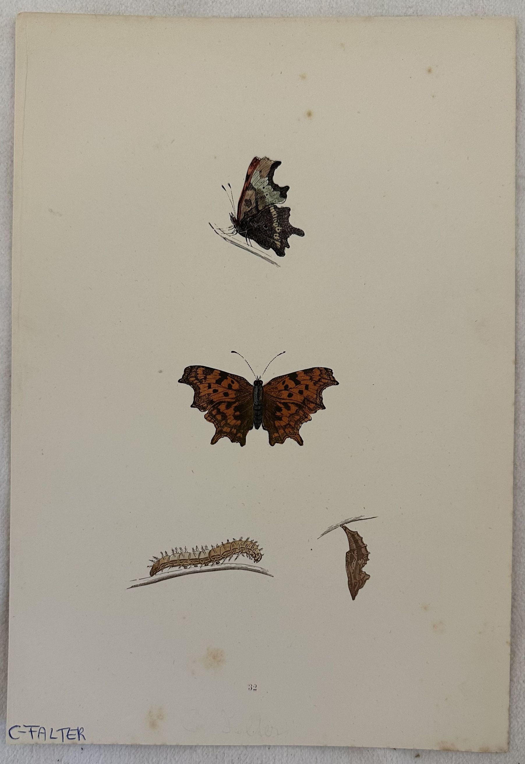 C FALTER Polygonia c-album