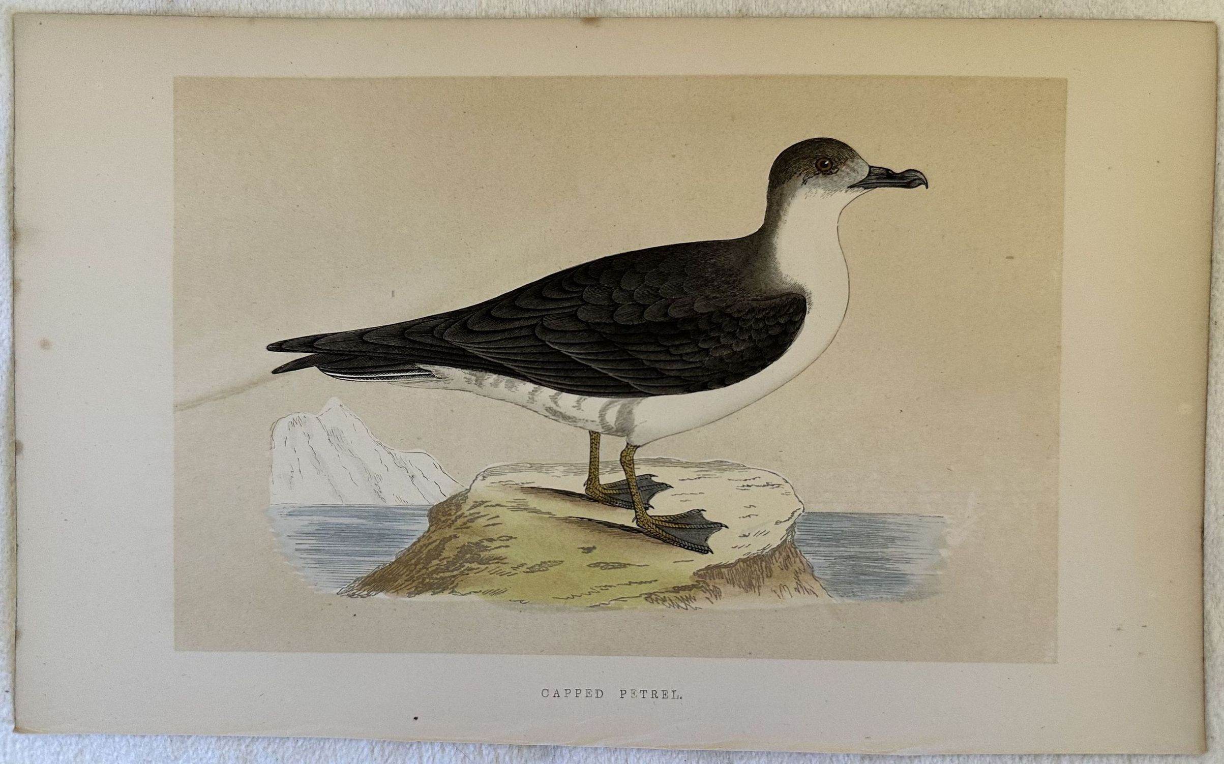 CAPPED PETREL Pterodroma hasitata (Petrello capinero)