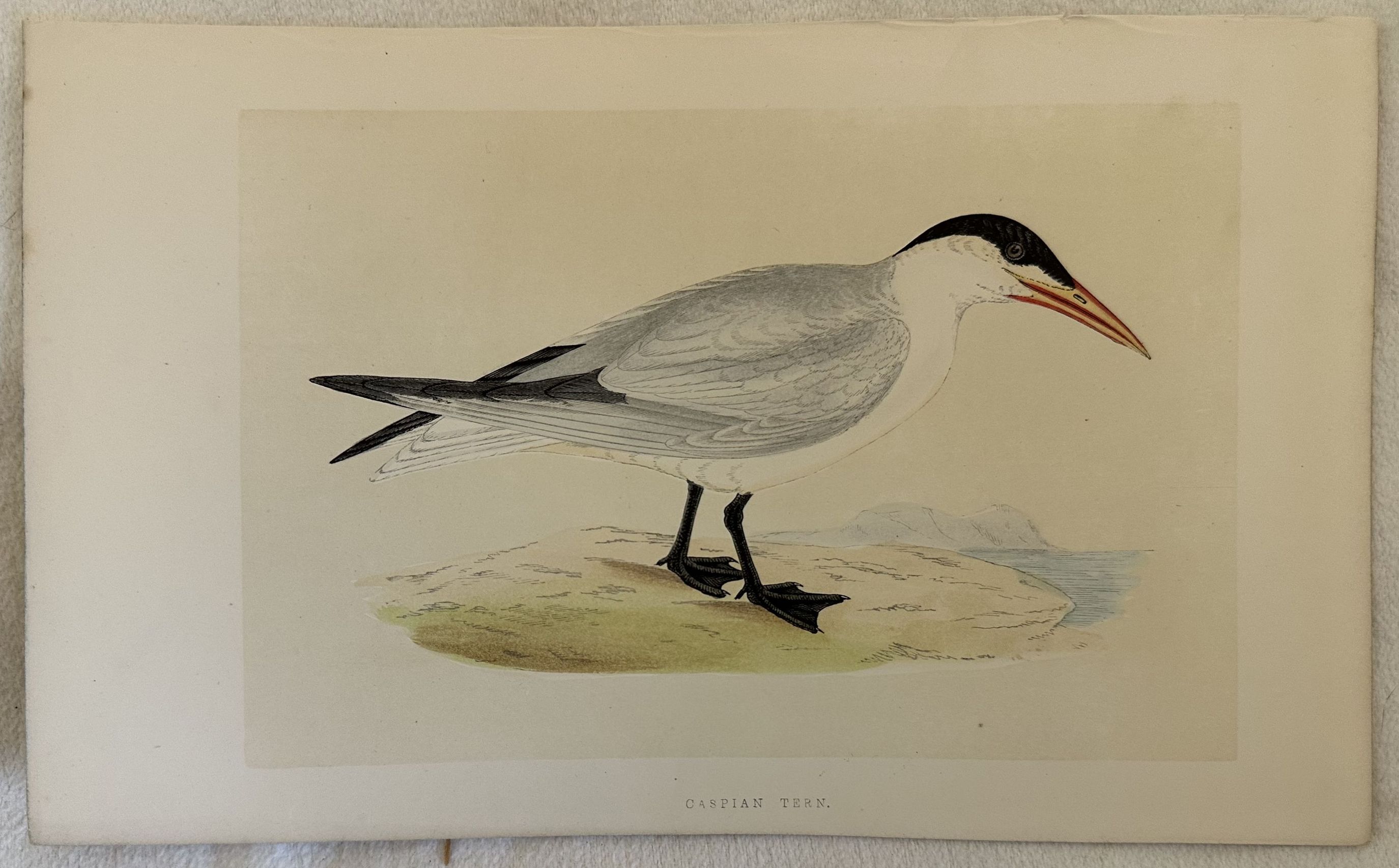 CASPIAN TERN (Hydroprogne caspia) Sterna maggiore