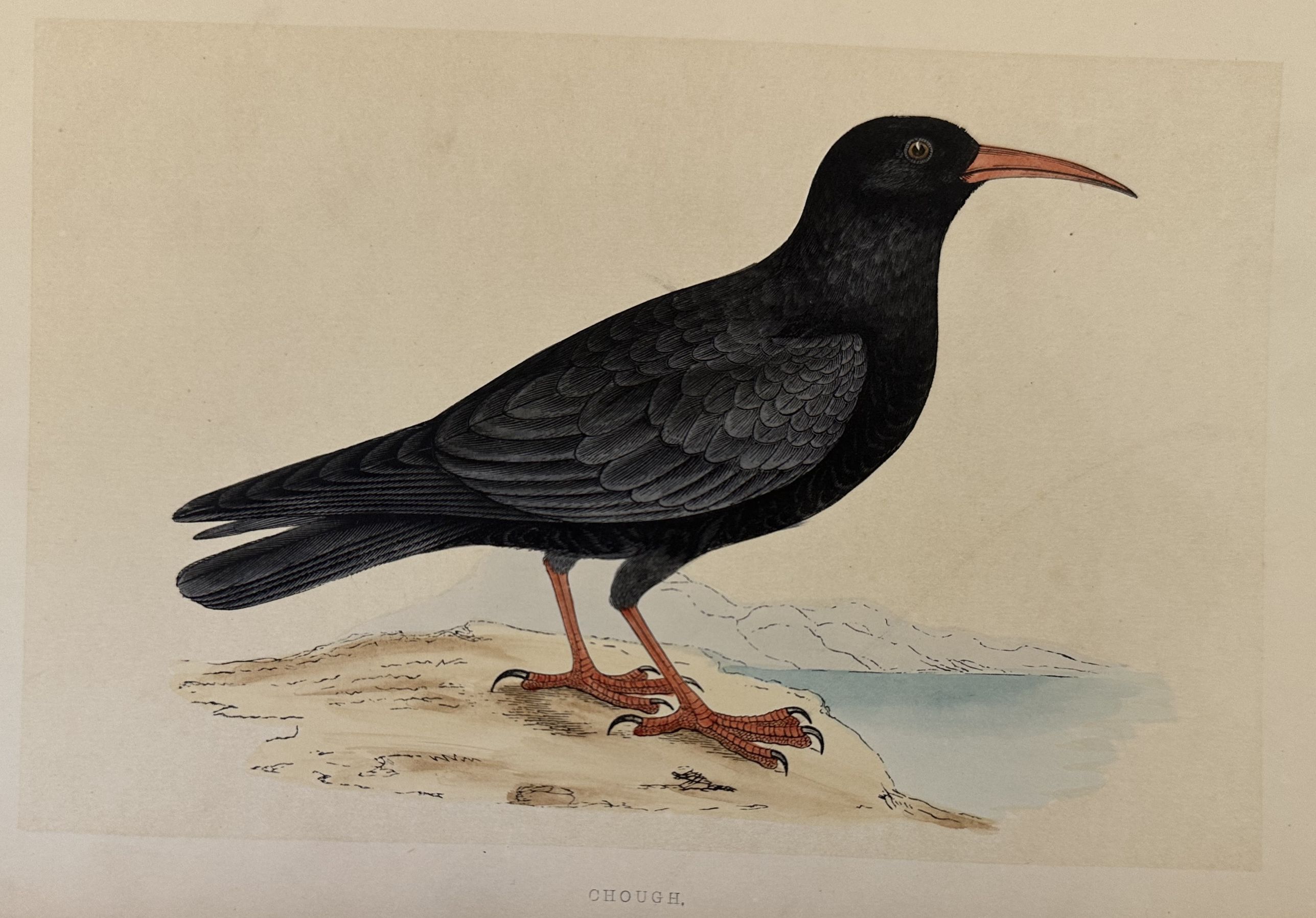 CHOUGH