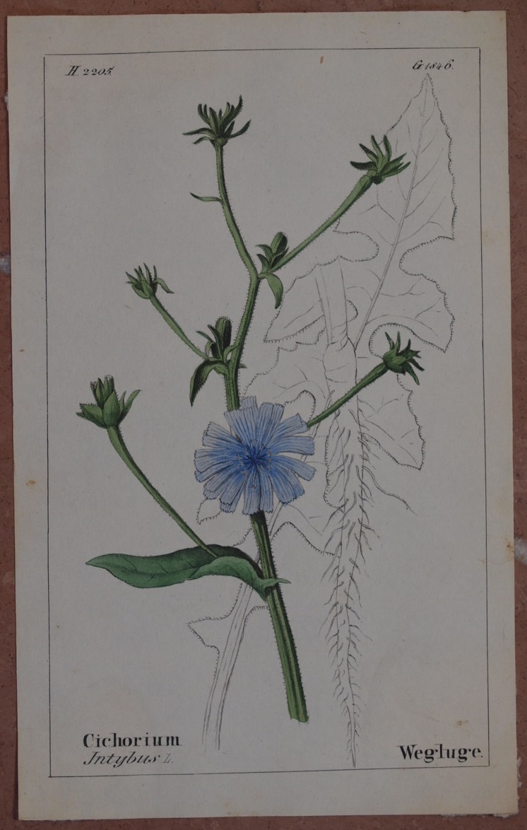 Cichorium intybus