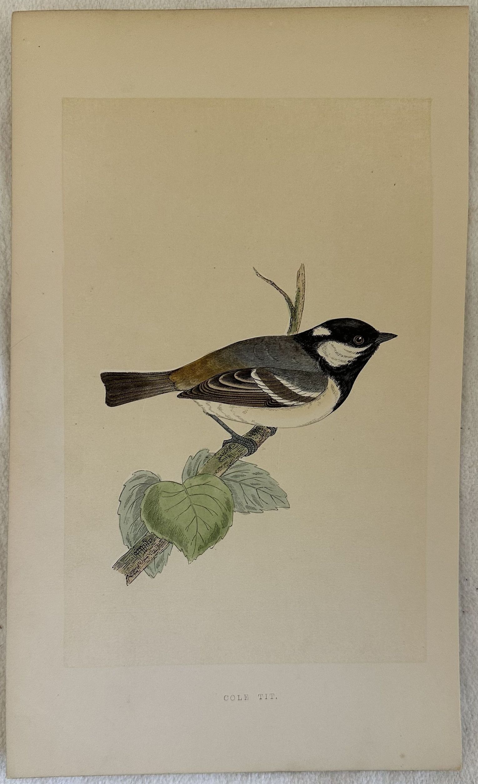 COLE TIT Periparus ater (Cincia mora)