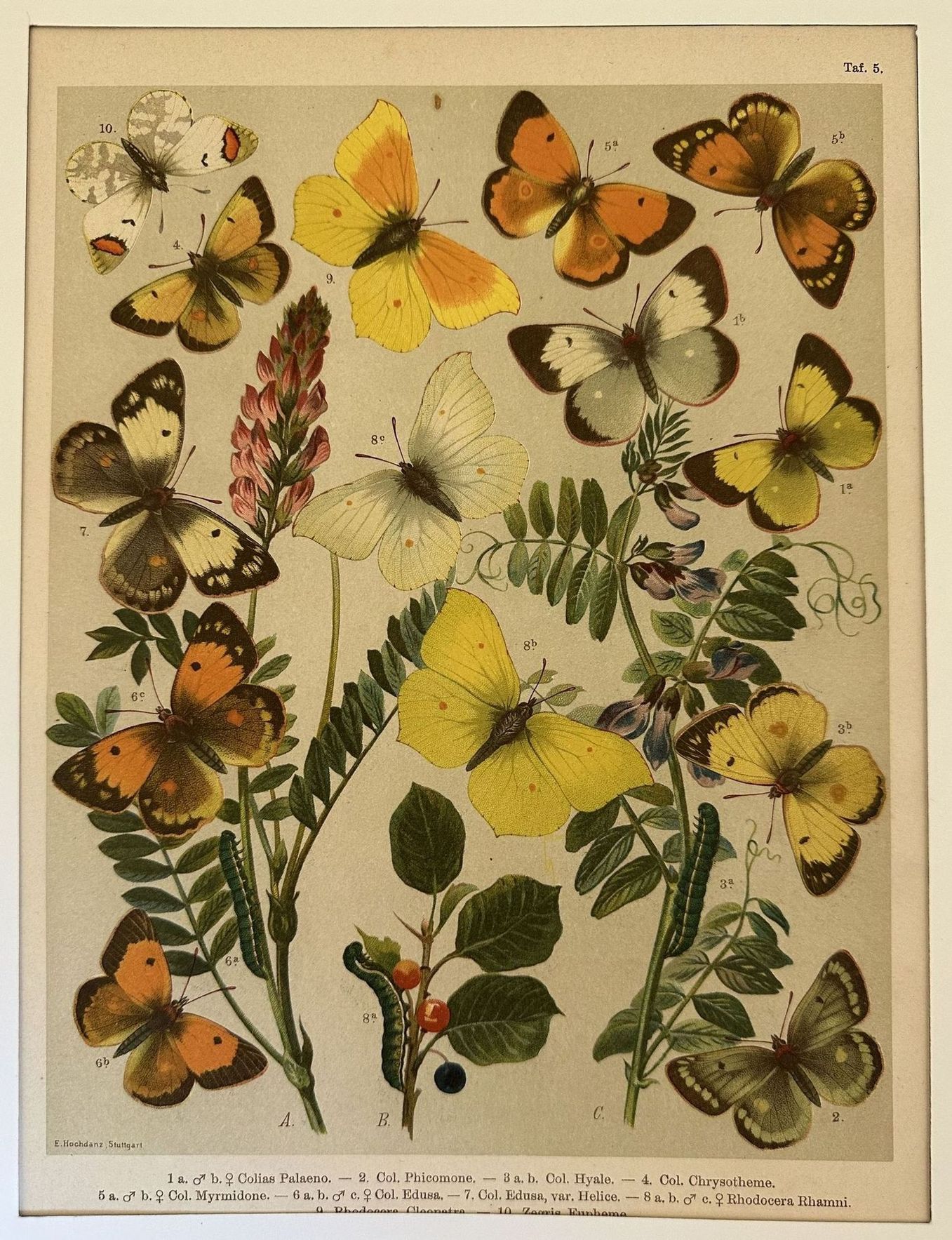 Colias palaeno - Col. phicomone - Col. hyale - Col. …