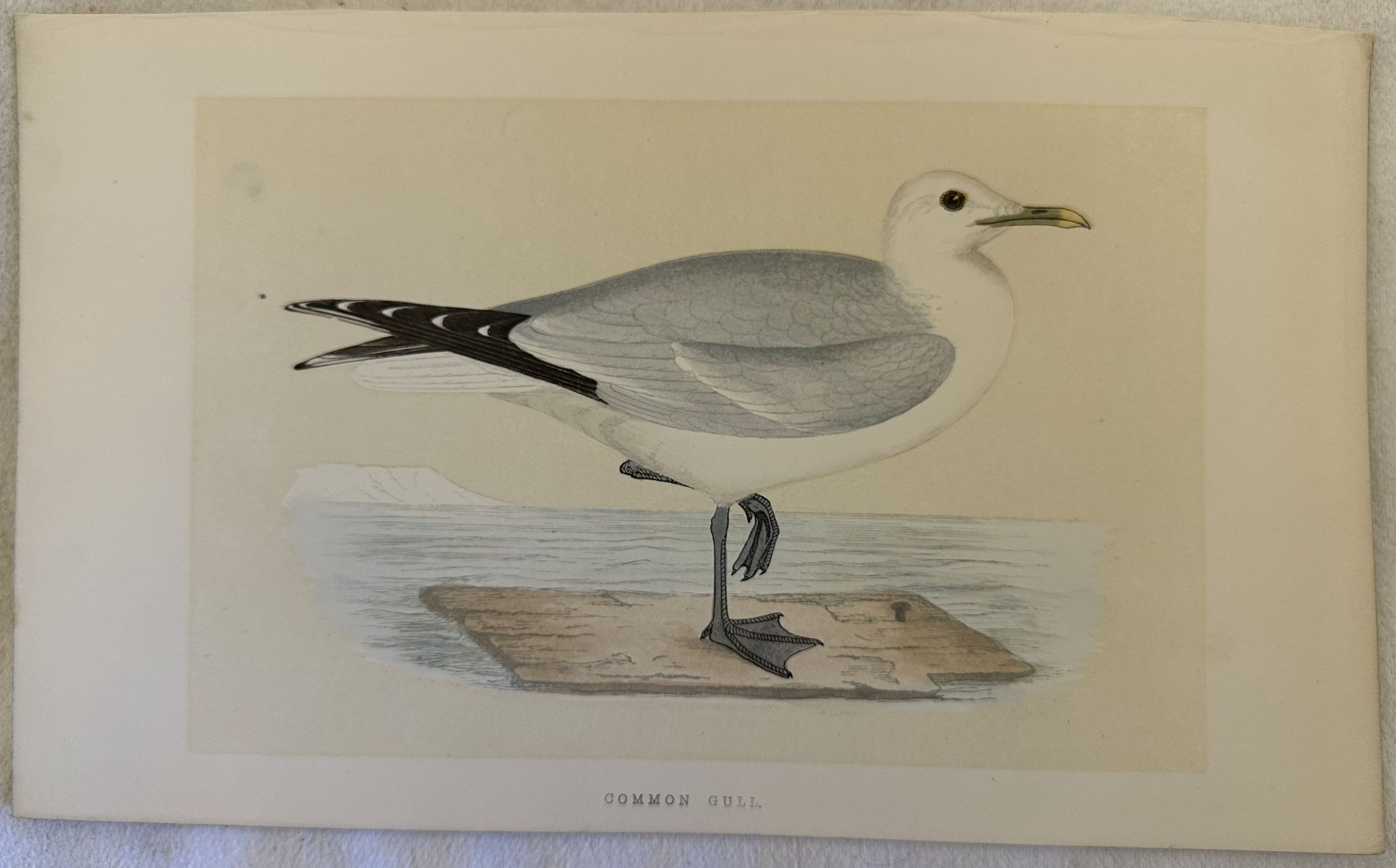 COMMON GULL Larus canus (Gavina eurasiatica)