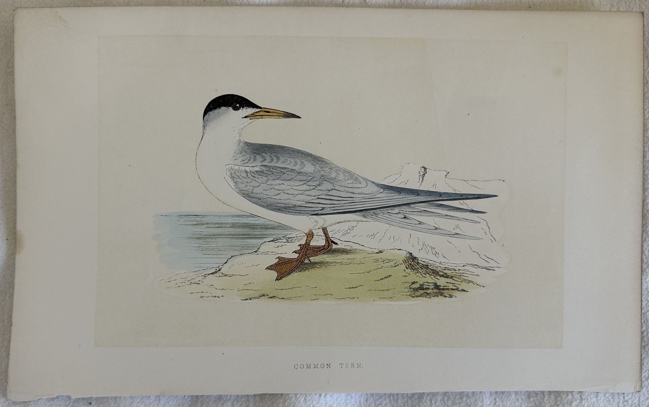 COMMON TERN (Sterna hirundo) Sterna comune