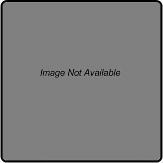 Courser (Cursorius cursor)