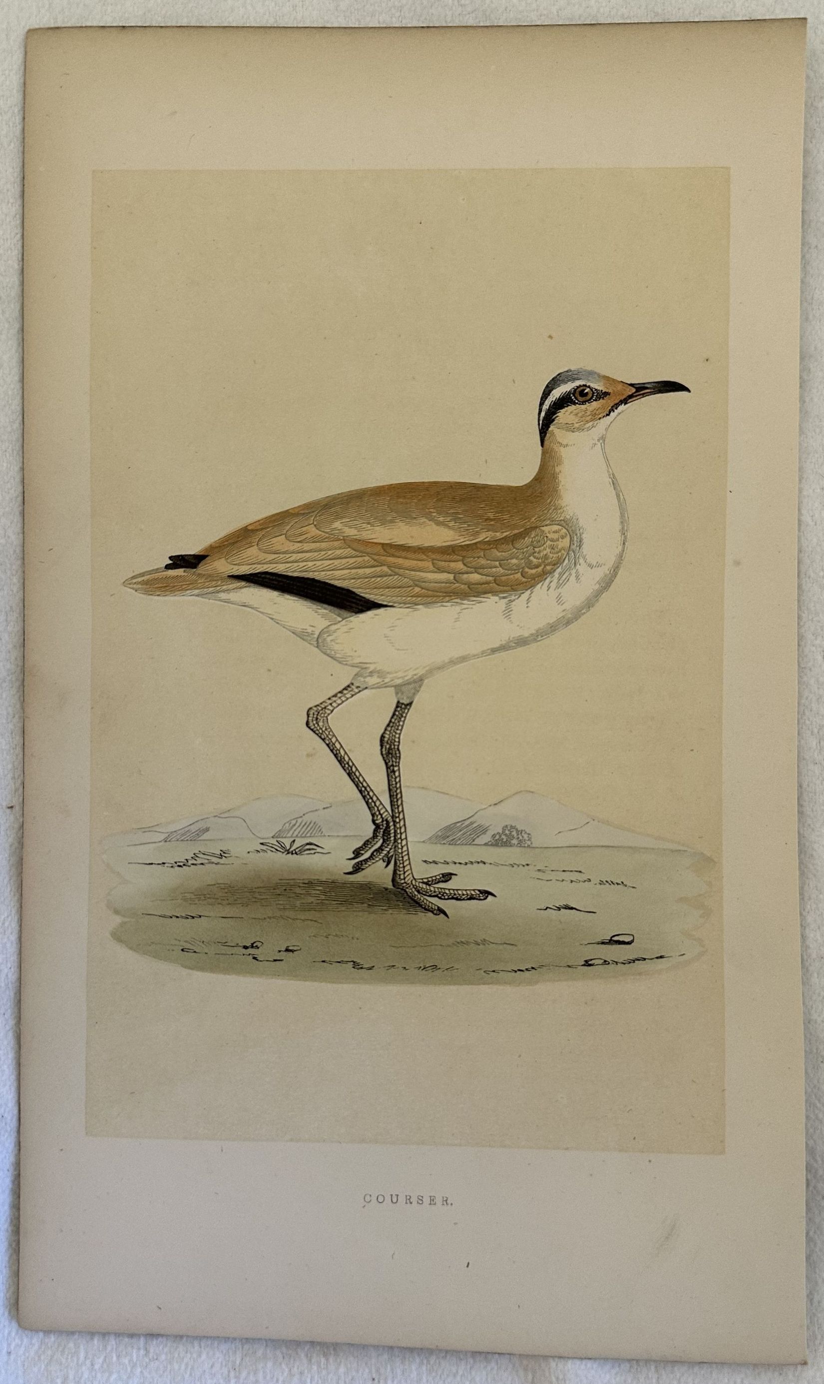 COURSER Cursorius cursor (Corrione)