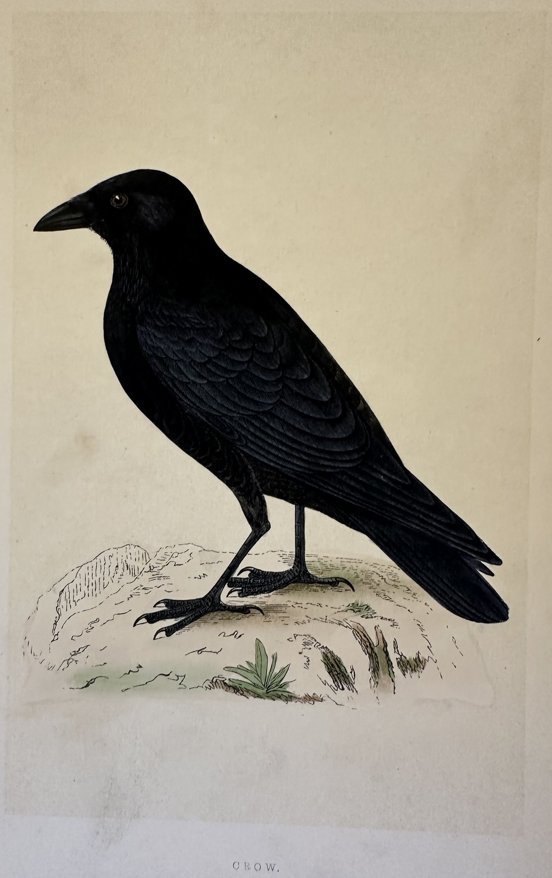 CROW